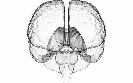 Miller Lab Split Brain Research